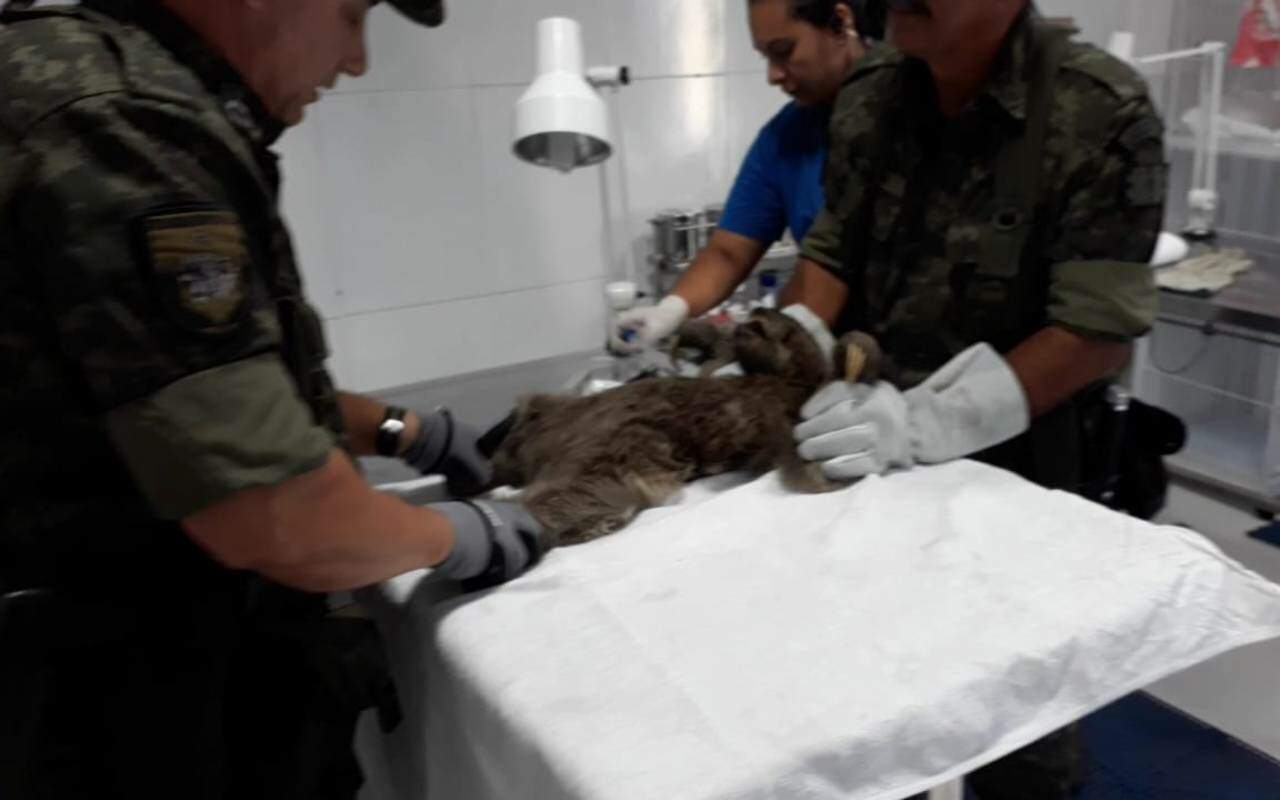 Bicho-preguiça foi encaminhado para receber atendimento veterinário em Praia Grande e segue sob observação 