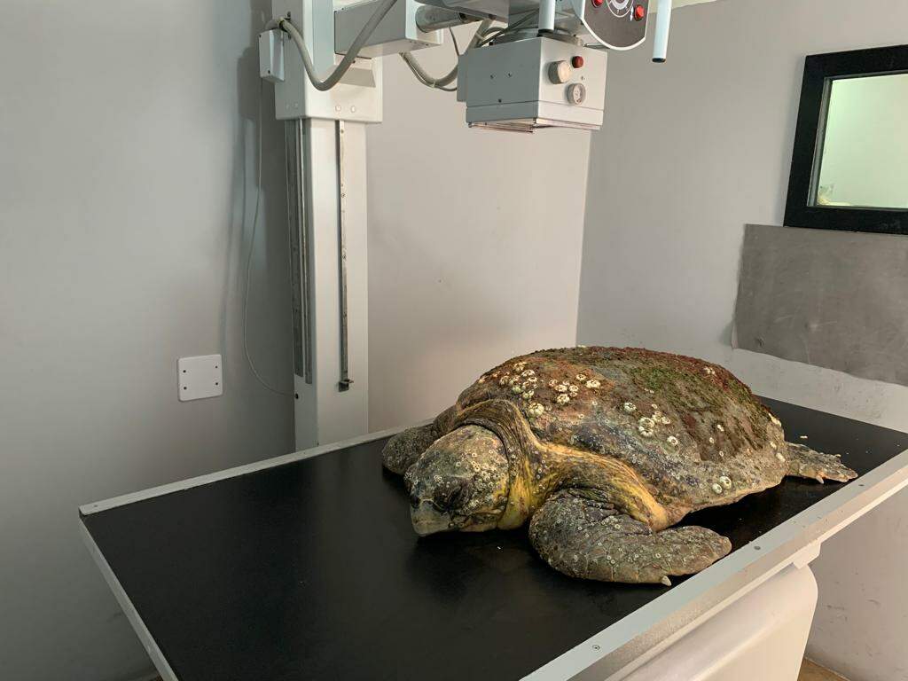 Tartaruga-cabeçuda recebe tratamento no Instituto Gremar