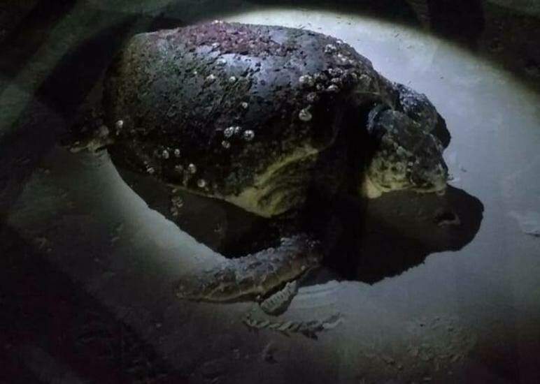Tartaruga-cabeçuda foi encontrada por turistas na Praia do Guaratuba 
