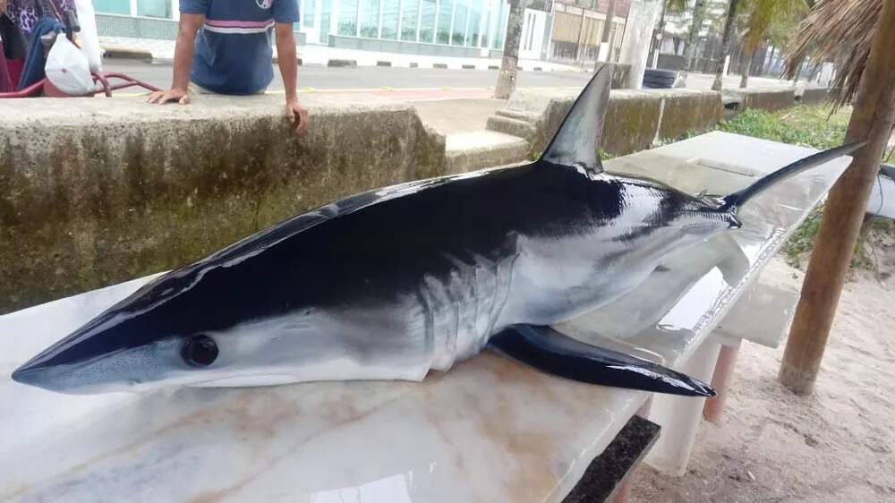 Tubarão mais rápido do mundo é encontrado em Mongaguá
