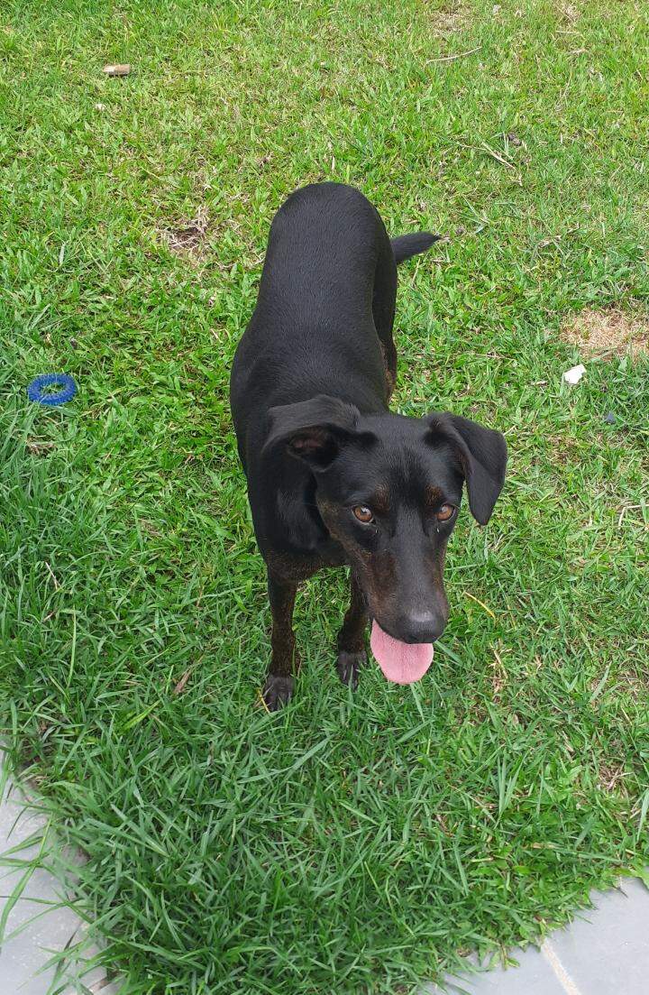Cachorro Francisco morreu atropelado na Rodovia Rio-Santos