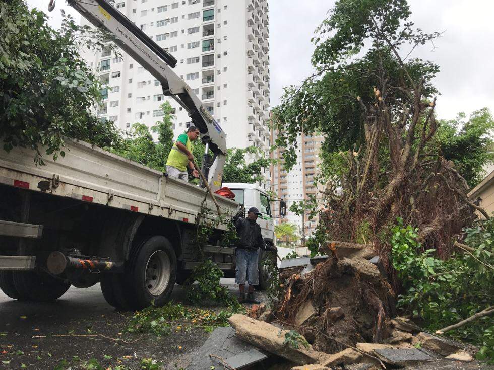 Árvore caiu na Rua Santos Dumont, na Encruzilhada