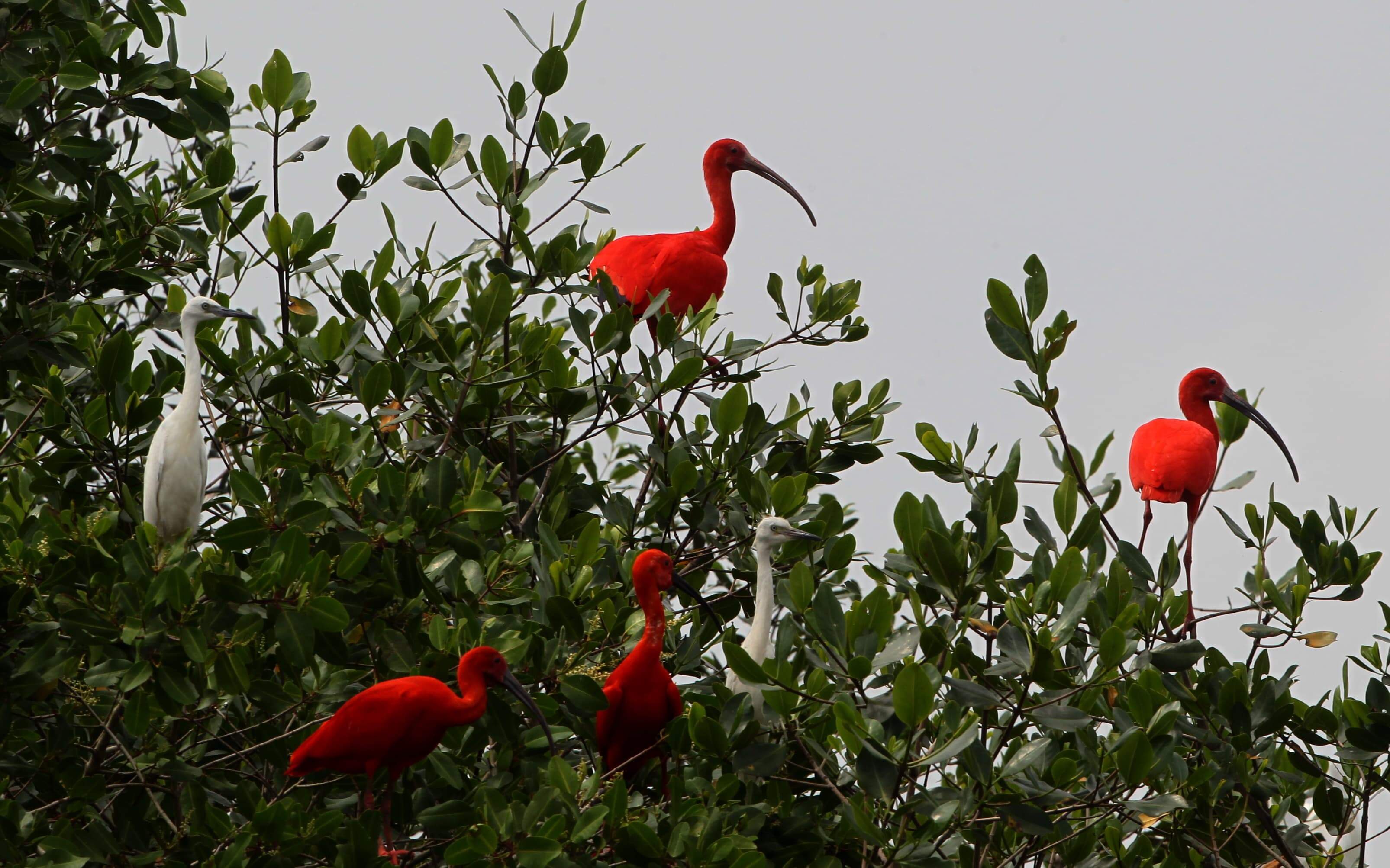 Ninho em manguezal é feito com outras aves, como a garça 