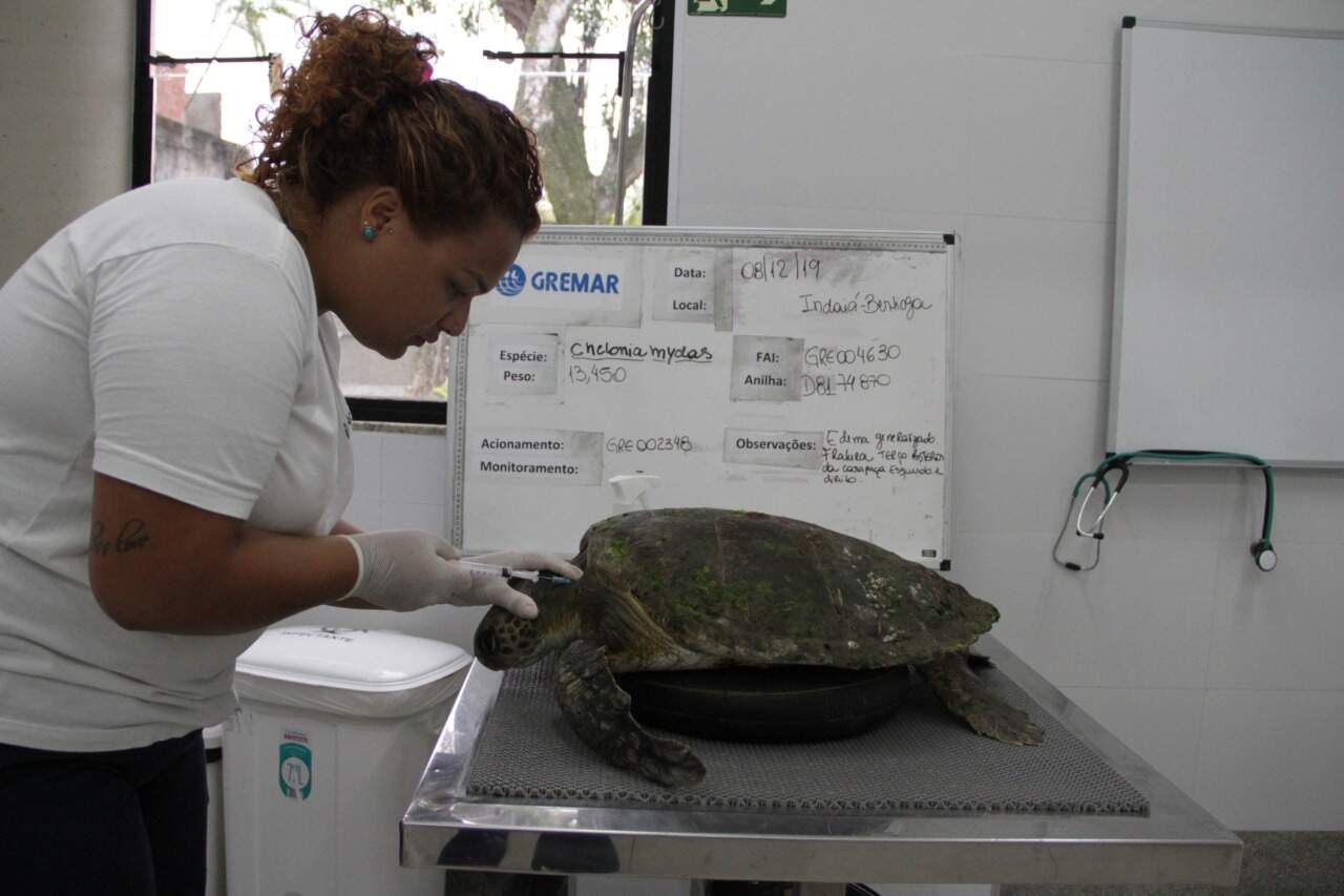 Tartaruga segue recebendo tratamento no Centro de Reabilitação e Despetrolização de Animais Marinhos