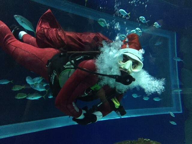Papai Noel mergulha no Grande Tanque Oceânico, lar de 2 mil animais