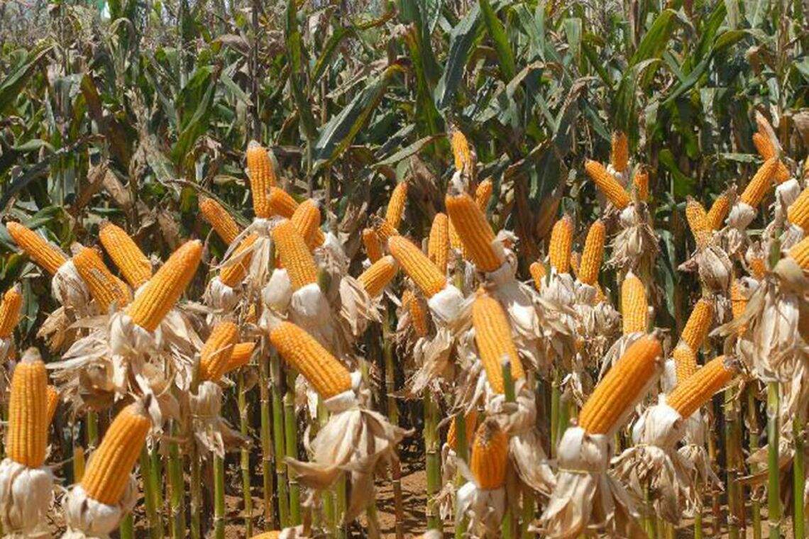 Governo zera imposto de importação da soja e do milho