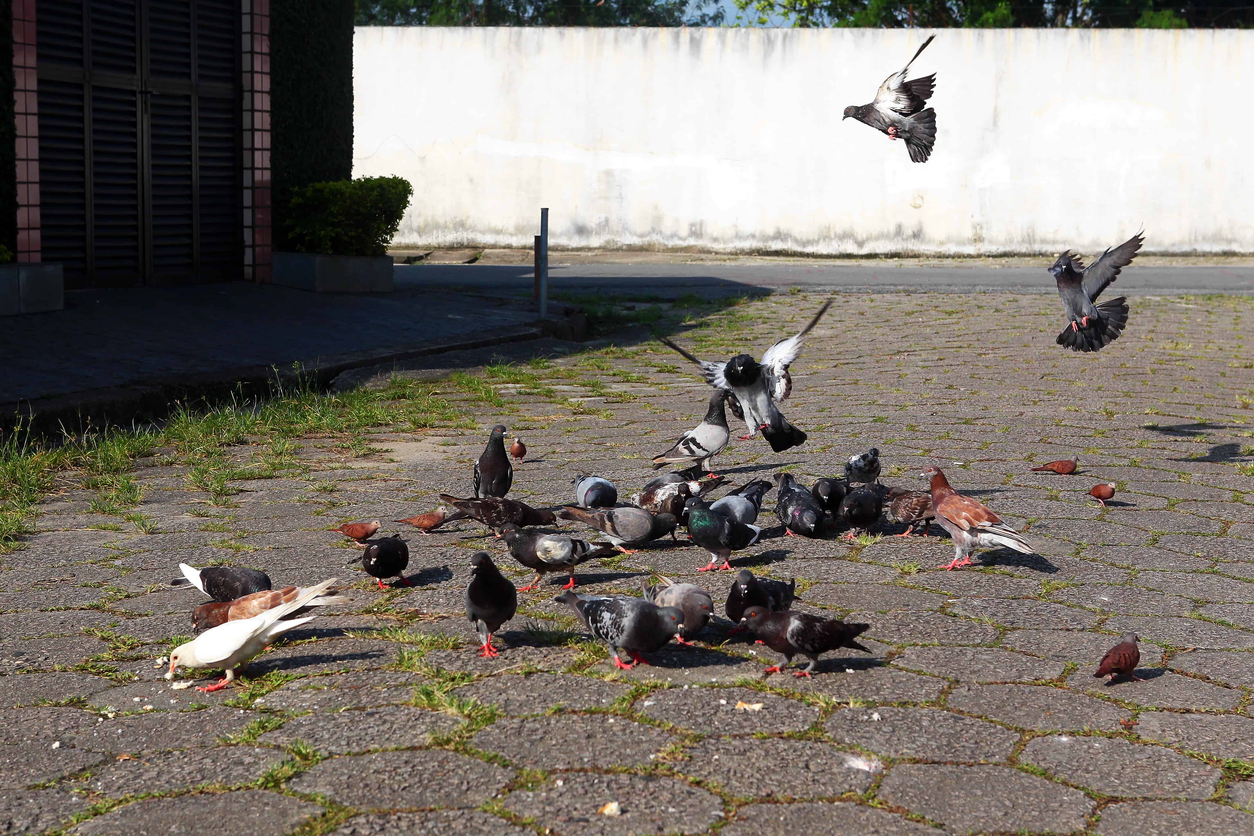 Projeto propõe punição para dono de imóvel que não impedir proliferação de pombos