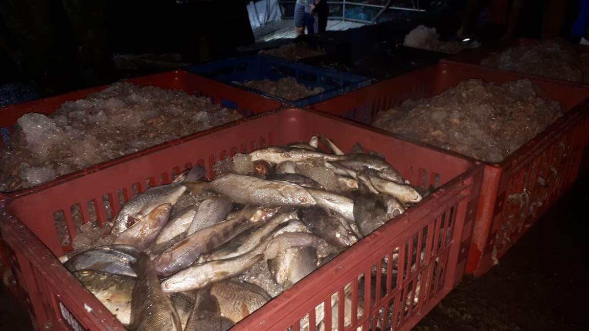 5.6 toneladas de pescados irregulares foram doadas para instituições beneficentes da região