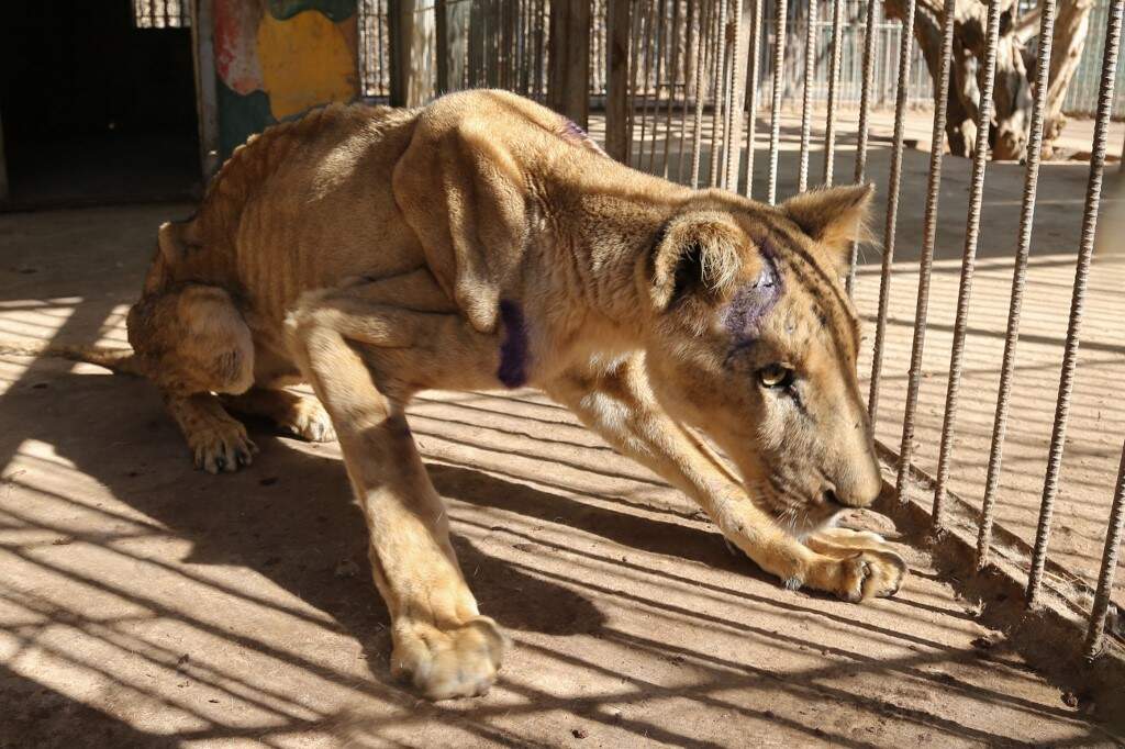 Organizações internacionais estariam dispostas a ajudar os leões