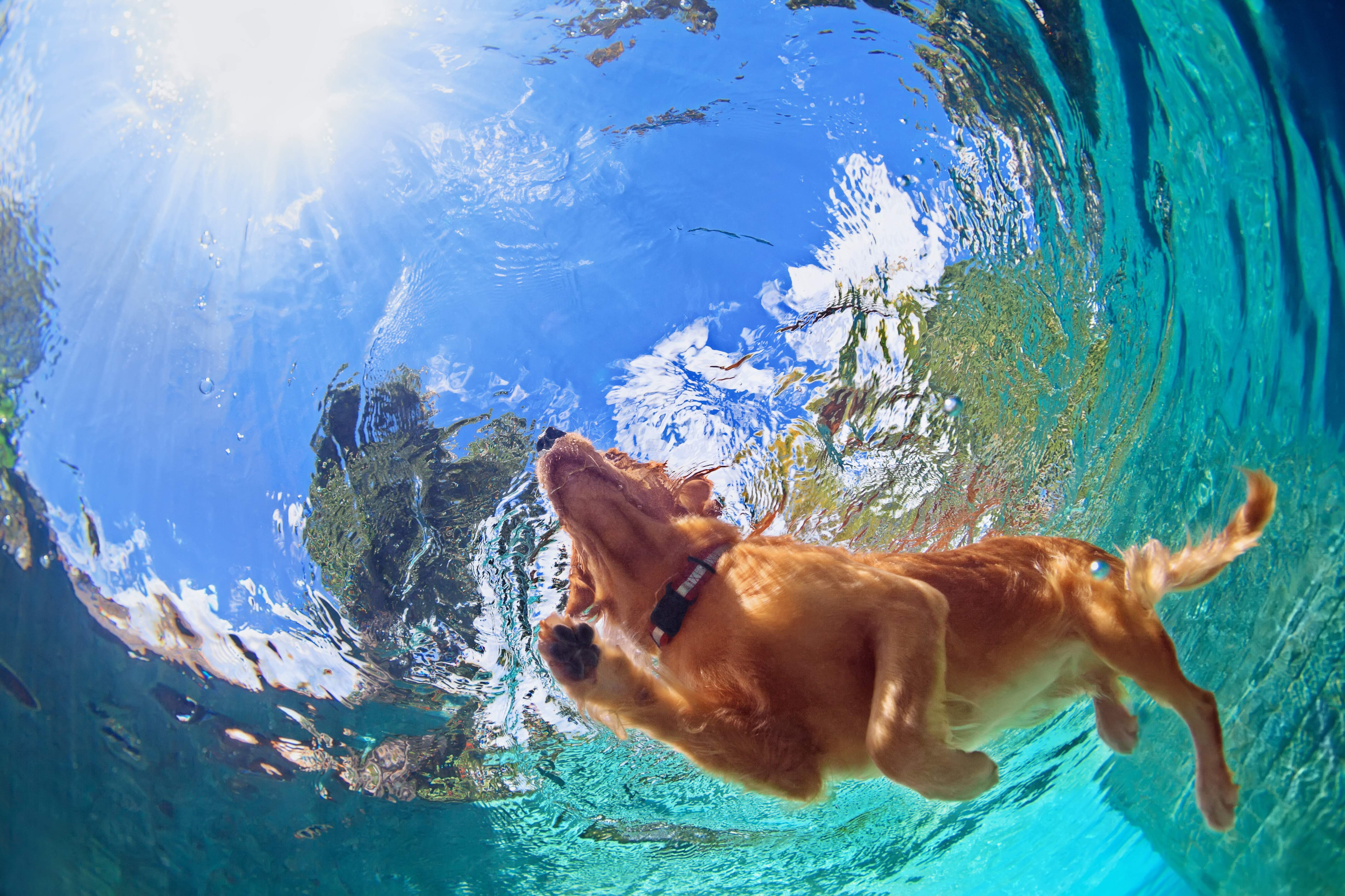 Todas as raças podem dar um mergulho, mas é preciso atenção com a saúde do pet