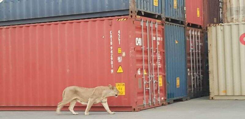 Leões traficados da África fogem de contêiner no Porto de Santos