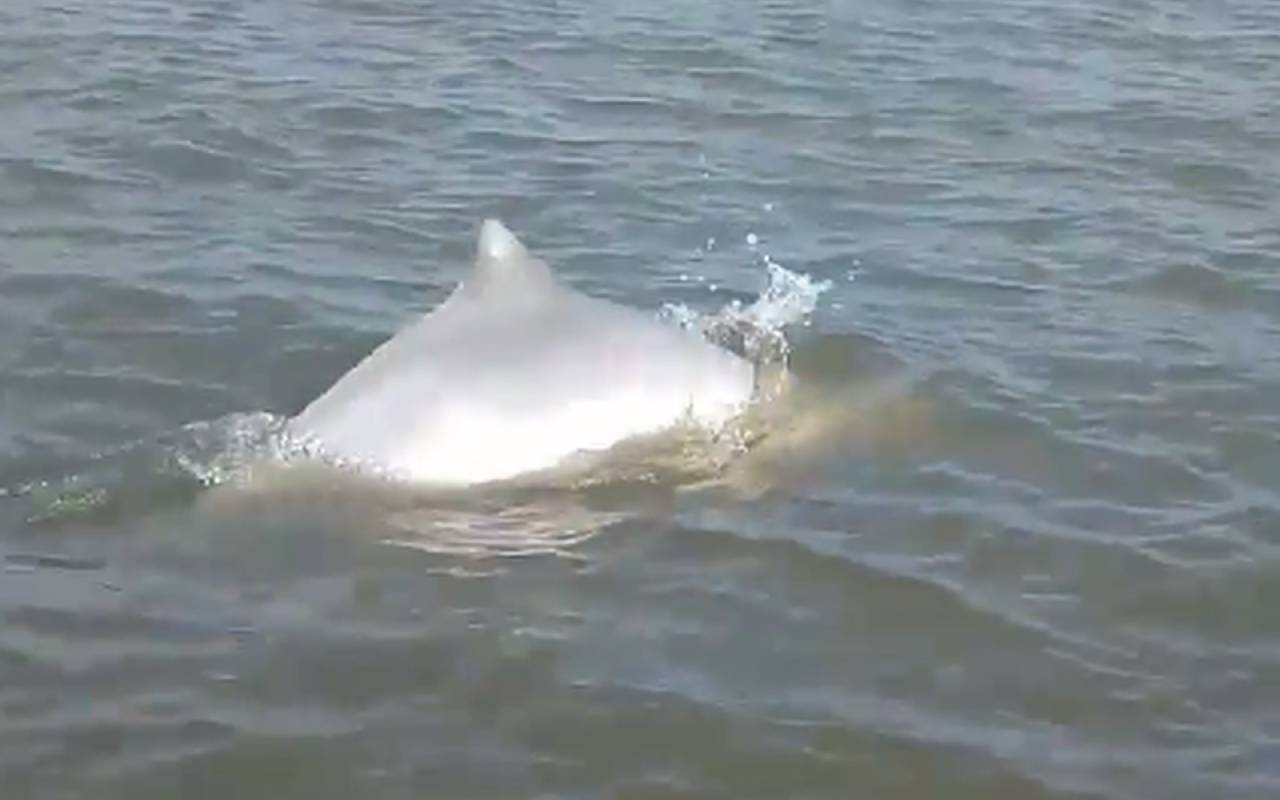 Filhote de golfinho é visto à deriva e é resgatado pela mãe na Ilha do Cardoso