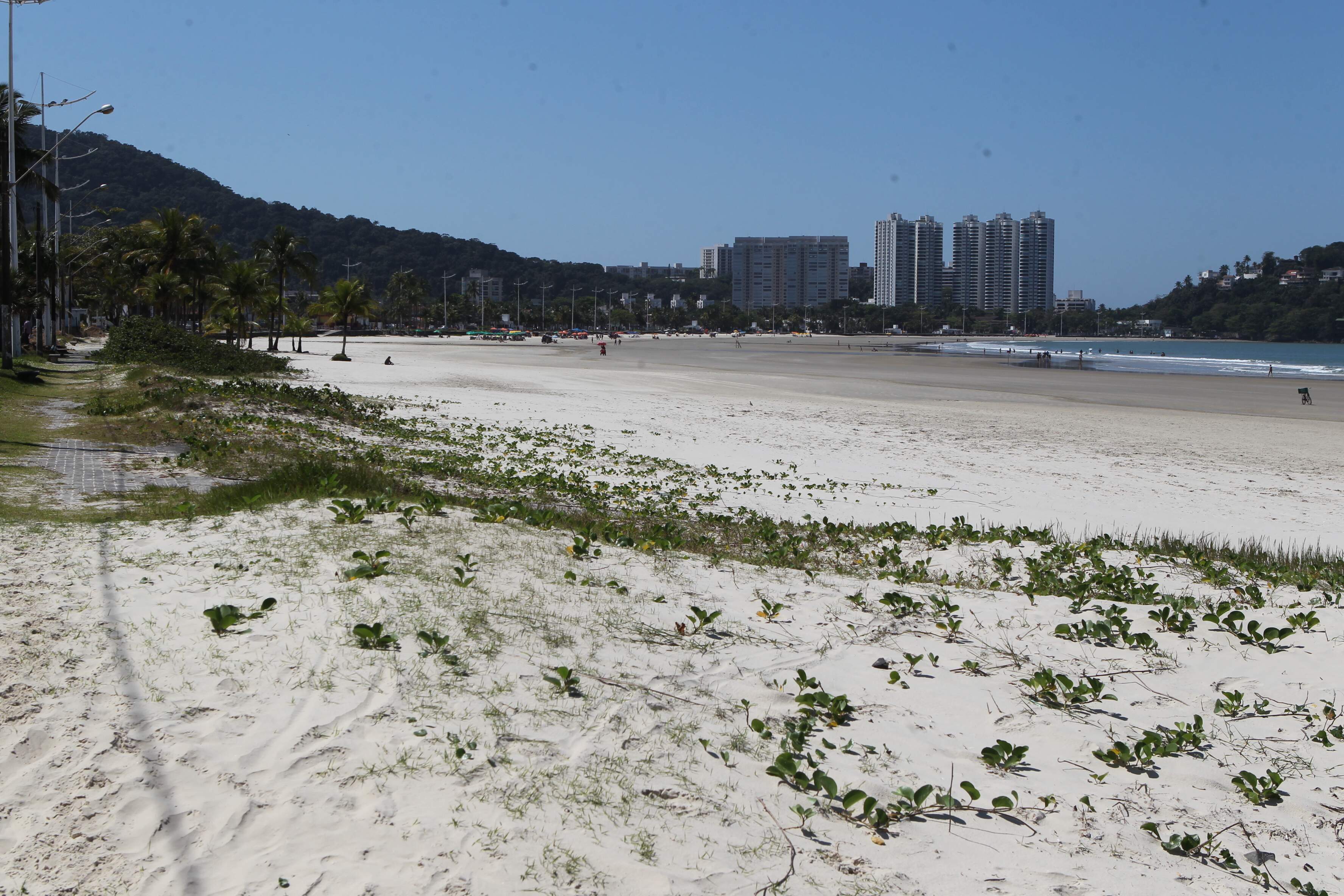 Vegetação rasteira cria raízes na areia de praia e ajuda a previnir erosão. 