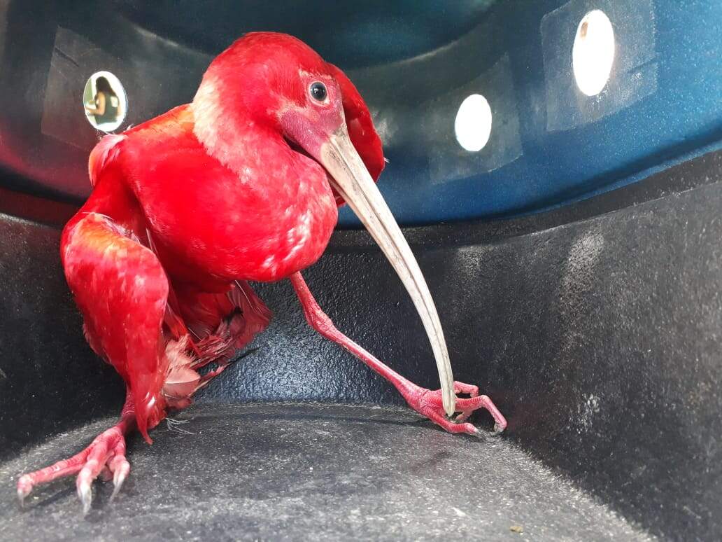 Aves e animais marinhos estão entre os resgatados pela Guarda Ambiental de São Vicente em 2019 