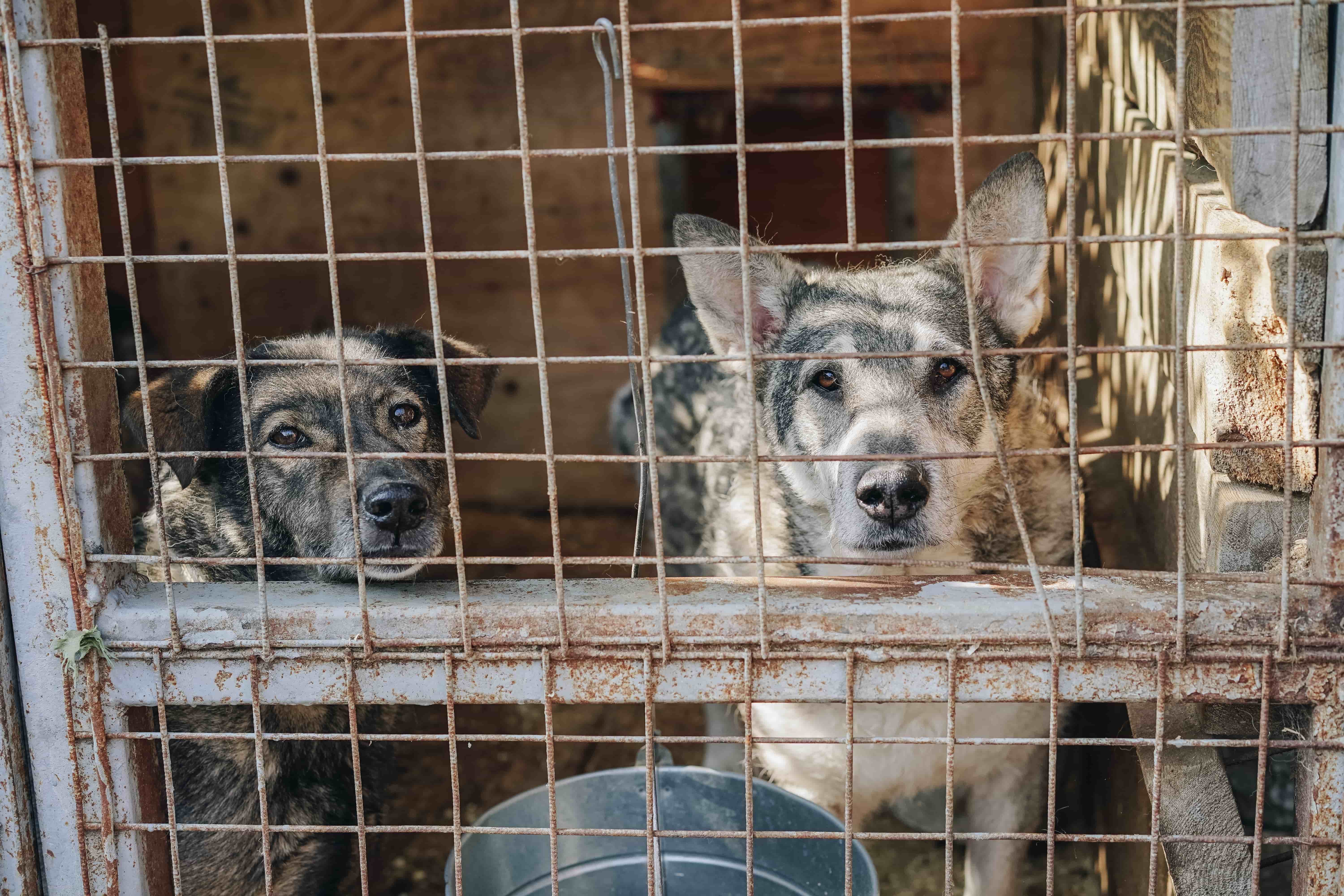 Três pessoas são multadas por maus-tratos contra animais em Santos
