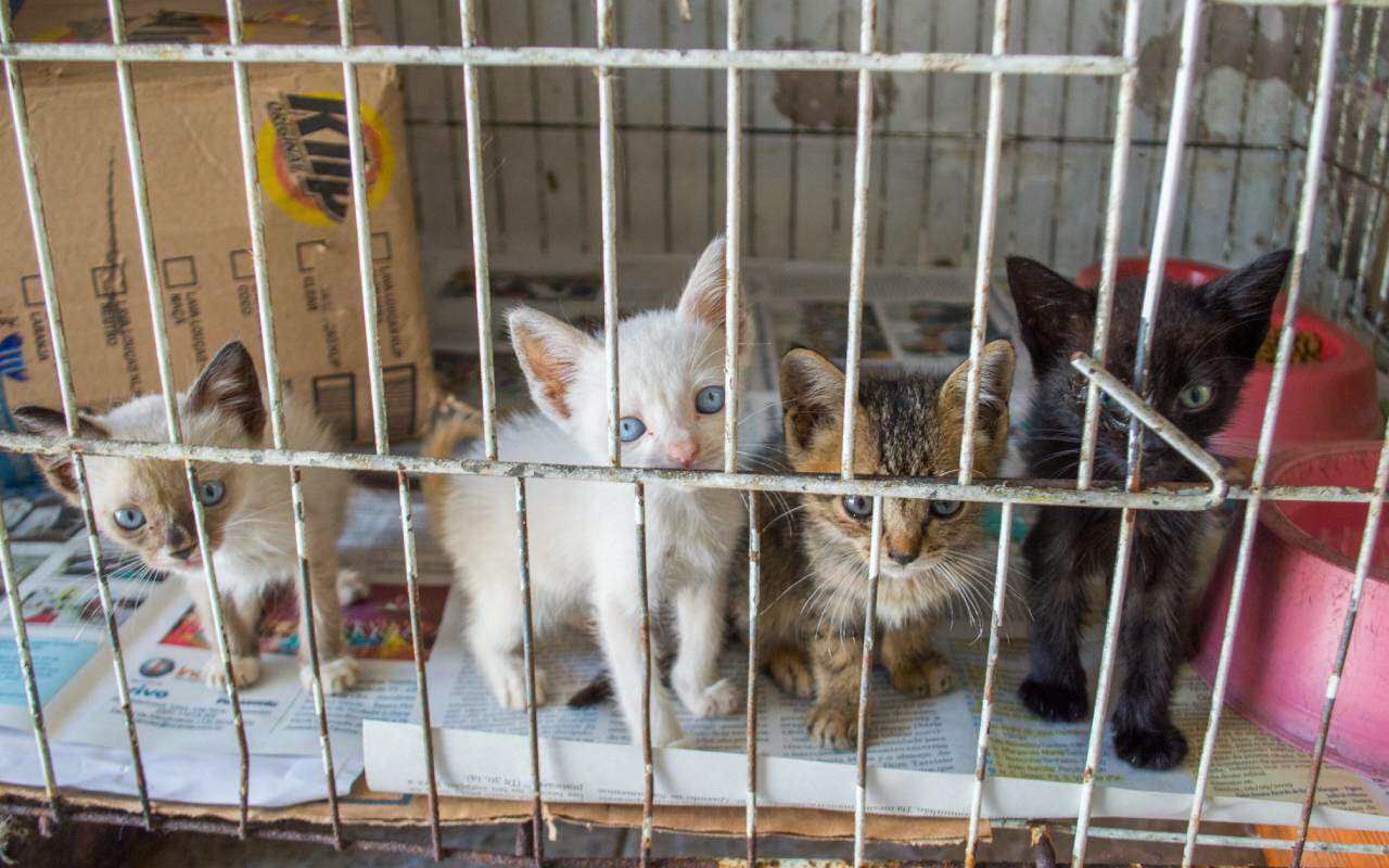 Cães e gatos podem ser adotados em São Vicente 