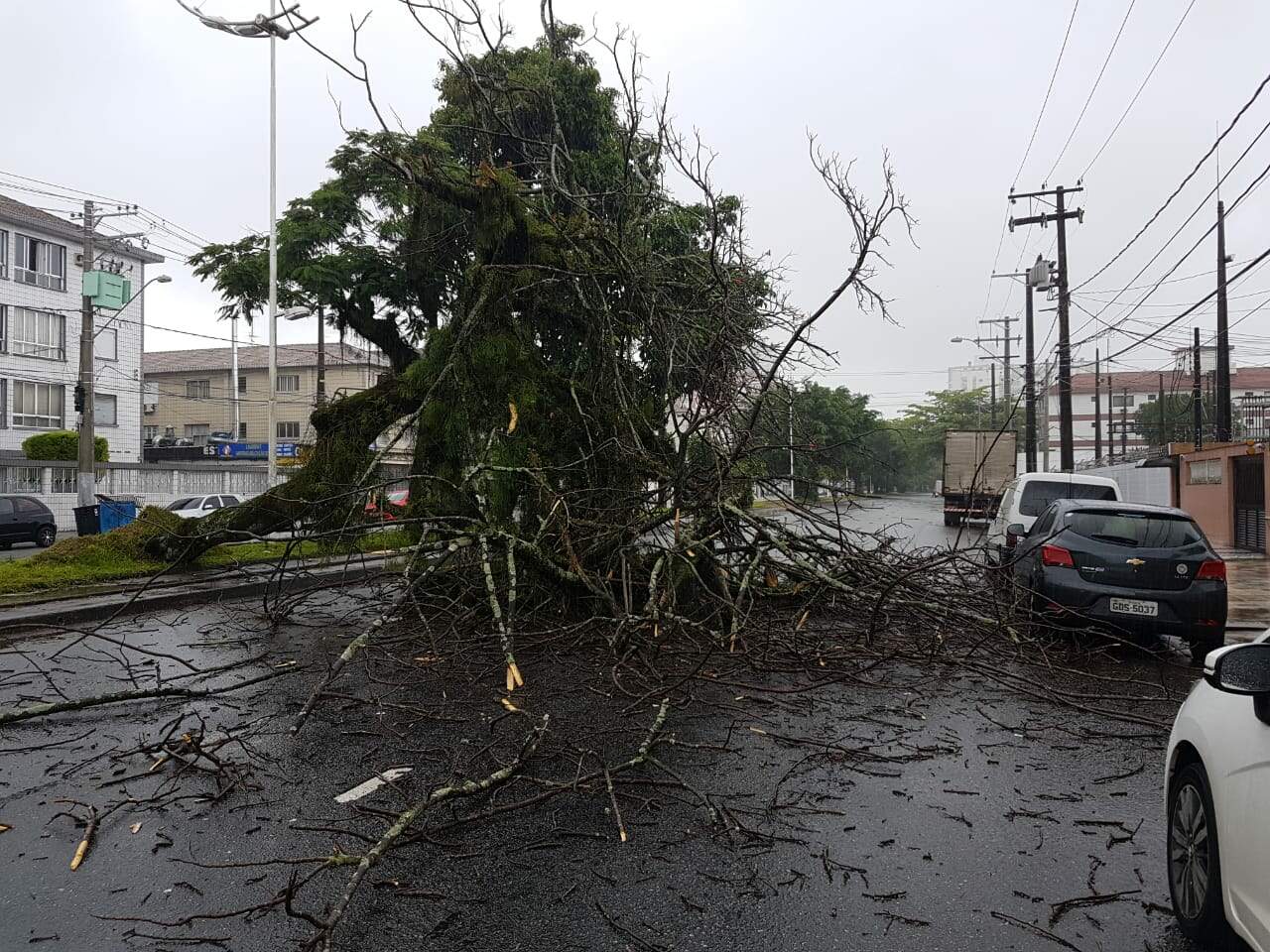Árvore caída na Avenida Afonso Pena gerou transtornos a moradores