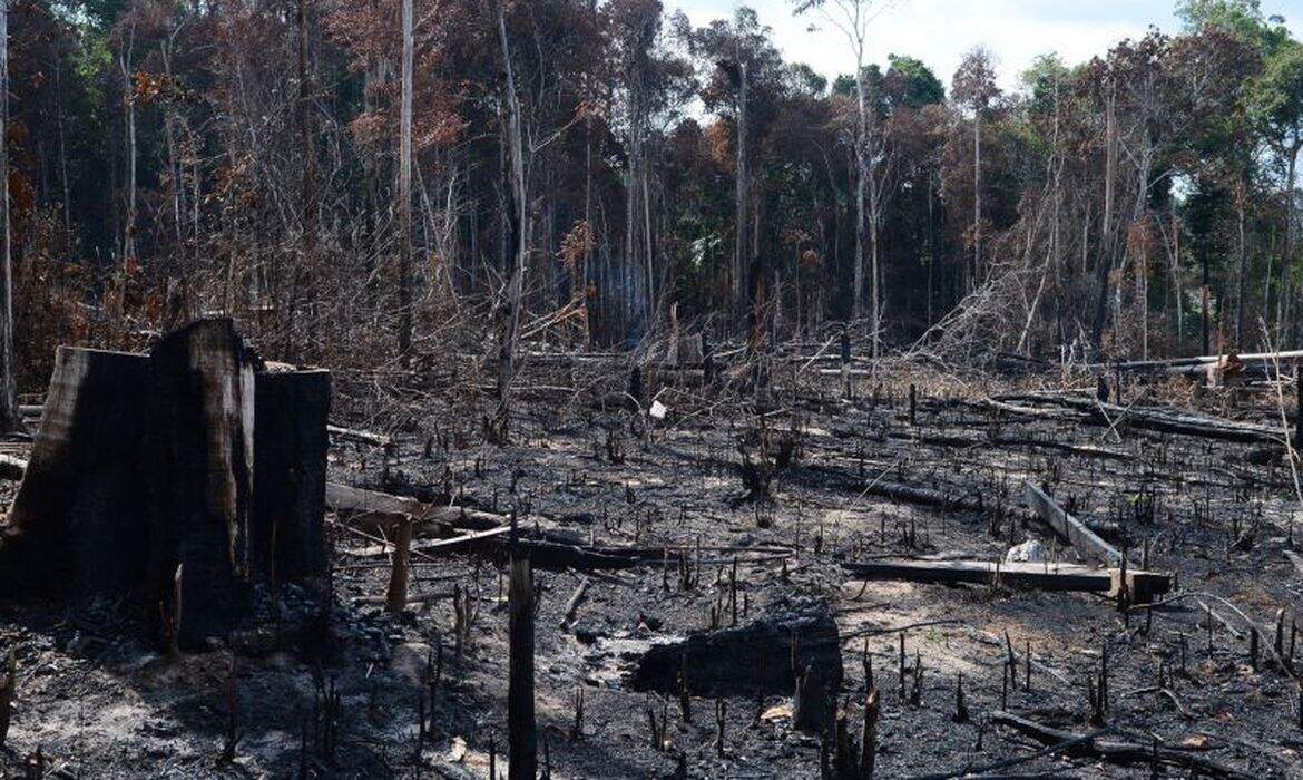 Destruição de habitats naturais pelo desmatamento aumenta o risco de transmissão de doenças