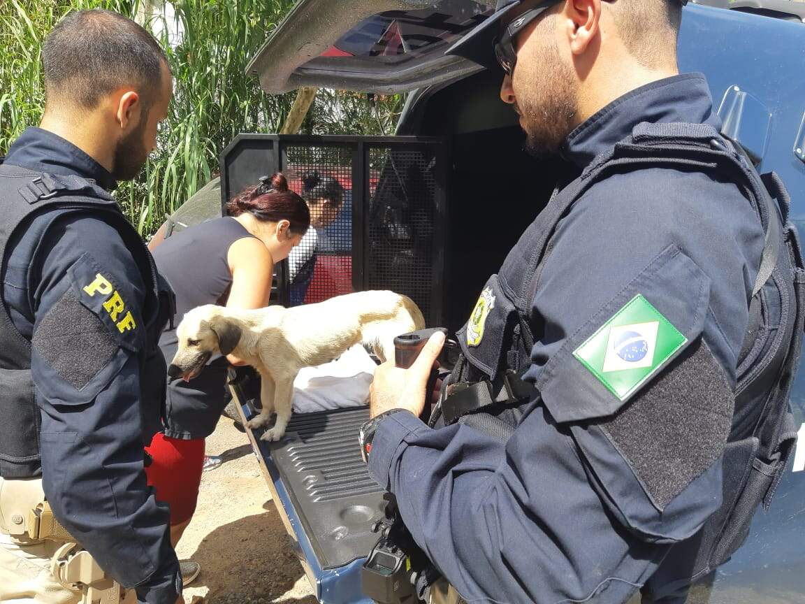  Polícia Rodoviária Federal resgata cachorro abandonado em margem da Rodovia.