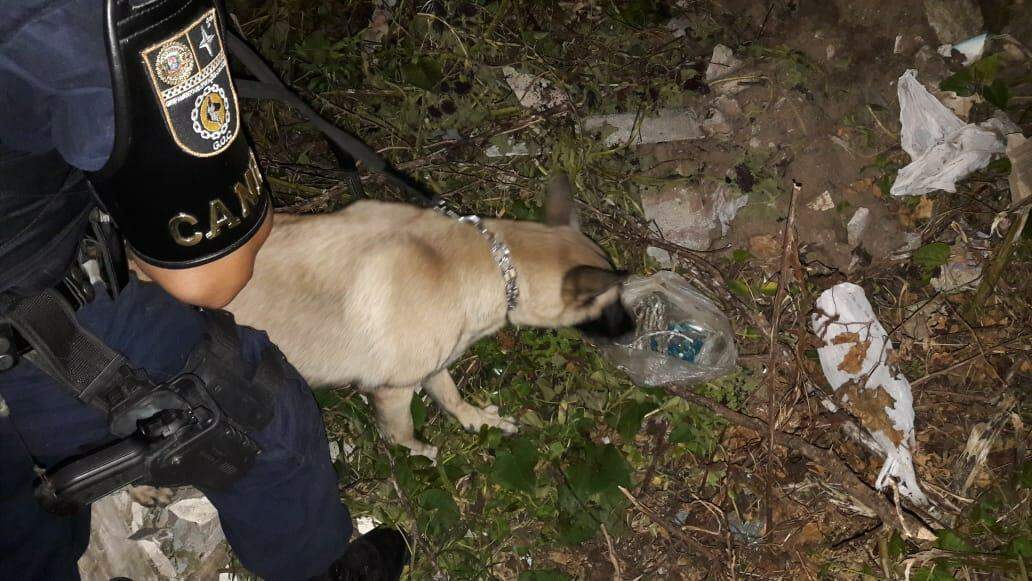 Cão farejador da GCM ajudou a localizar entorpecentes que estavam escondidos em entulho