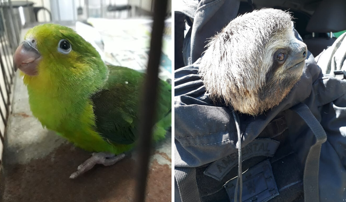 Periquito-rico e bicho-preguiça foram resgatados em São Vicente