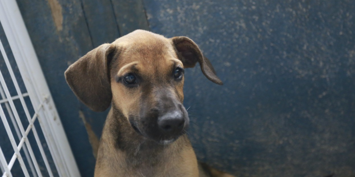 Atendimento será prestado à animais em situação de rua no alojamento provisório em Guarujá