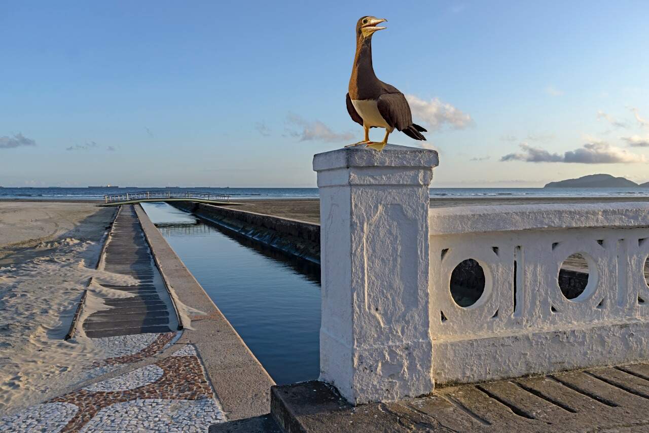 Fotógrafo posicionou um albatroz na mureta de canal de Santos