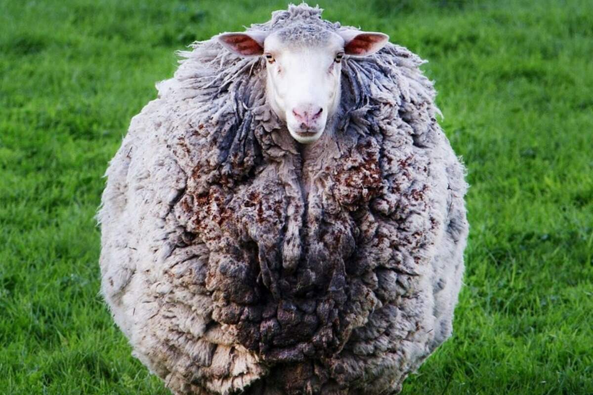 Proprietária do animal está fazendo um bolão para acertar quantos quilos de lã serão retirados