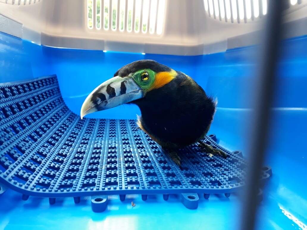 Papagaio conhecido como pássaro do amor foi resgatado na Ponte dos Barreiros