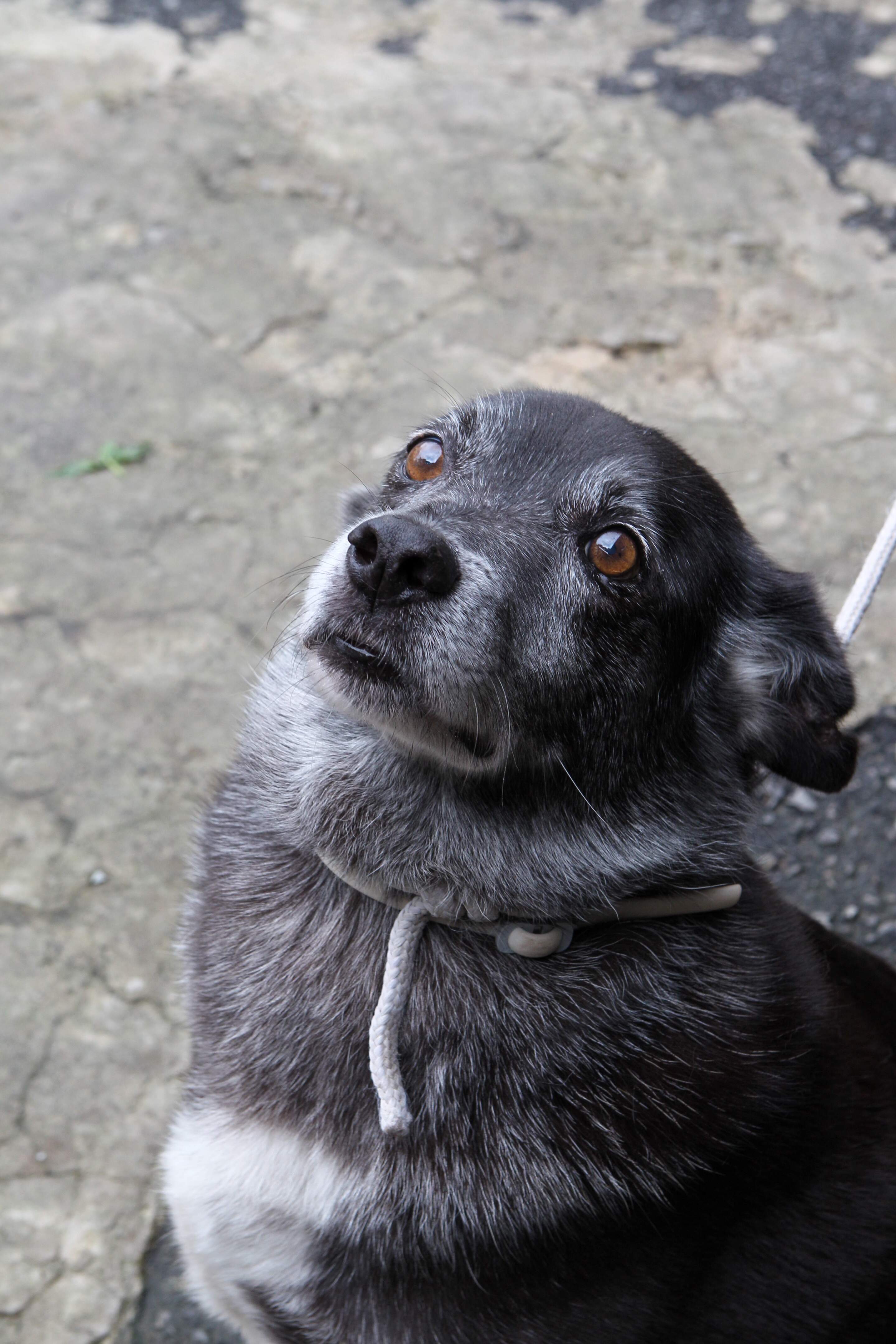 Pedro, o cão que está há mais tempo na Codevida, espera há oito anos. 
