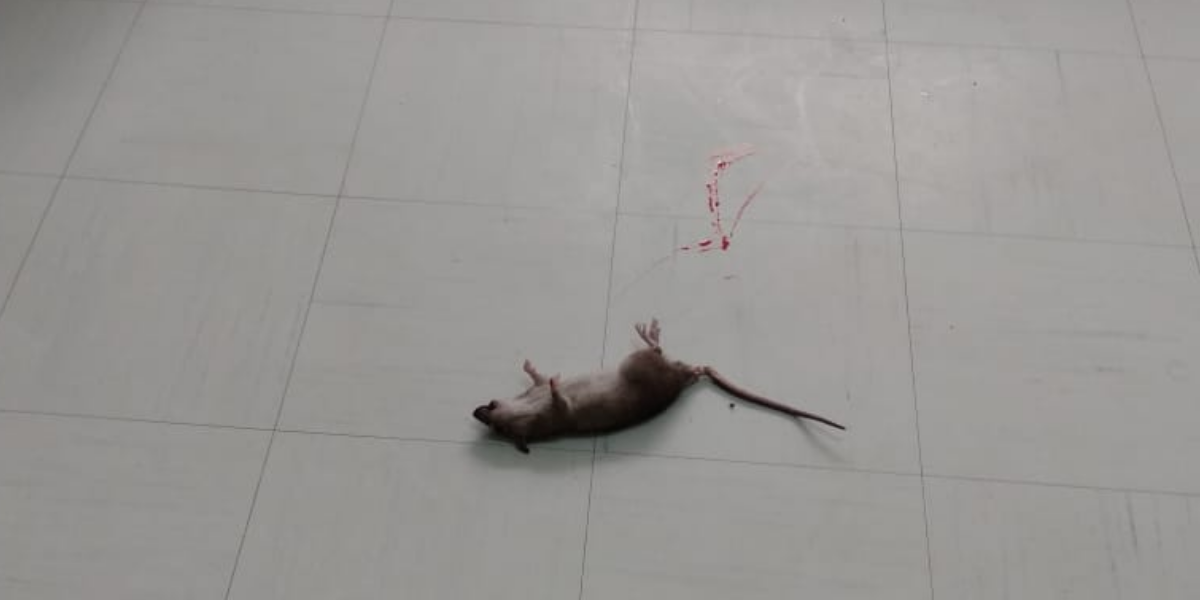 Rato foi morto na área da maternidade do Hospital Irmã Dulce