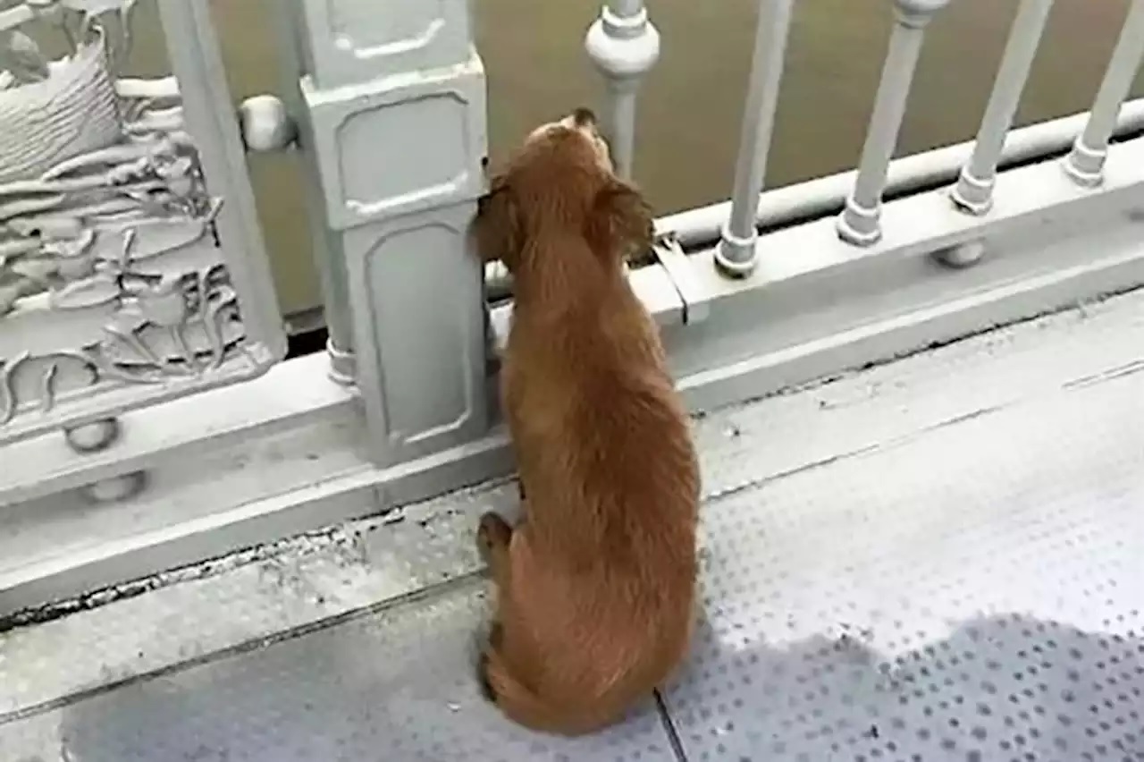 Abatido, cão espera dono que faleceu e recusa água e comida