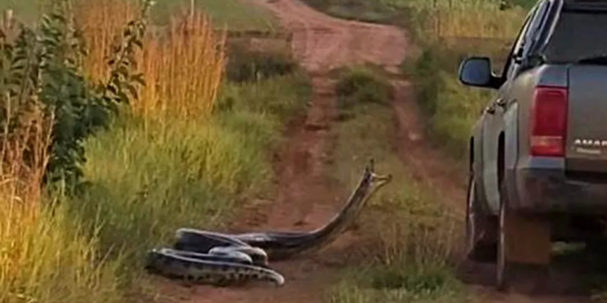 Cobra tenta dar o bote em veículo que passa pela estrada