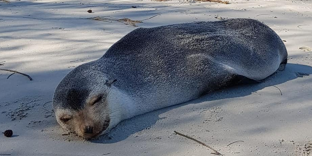 Lobo-marinho-subantártico foi encontrado na faixa de areia de praia em Ilha Comprida