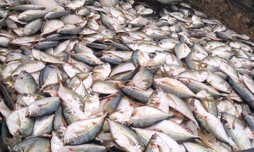 Duas toneladas de peixe apreendidas foram doadas