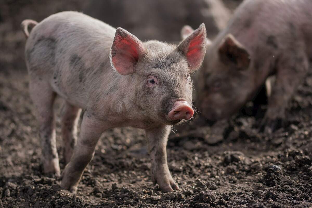 Porcos são hospedeiros, mas vírus pode ser transmitido para humanos