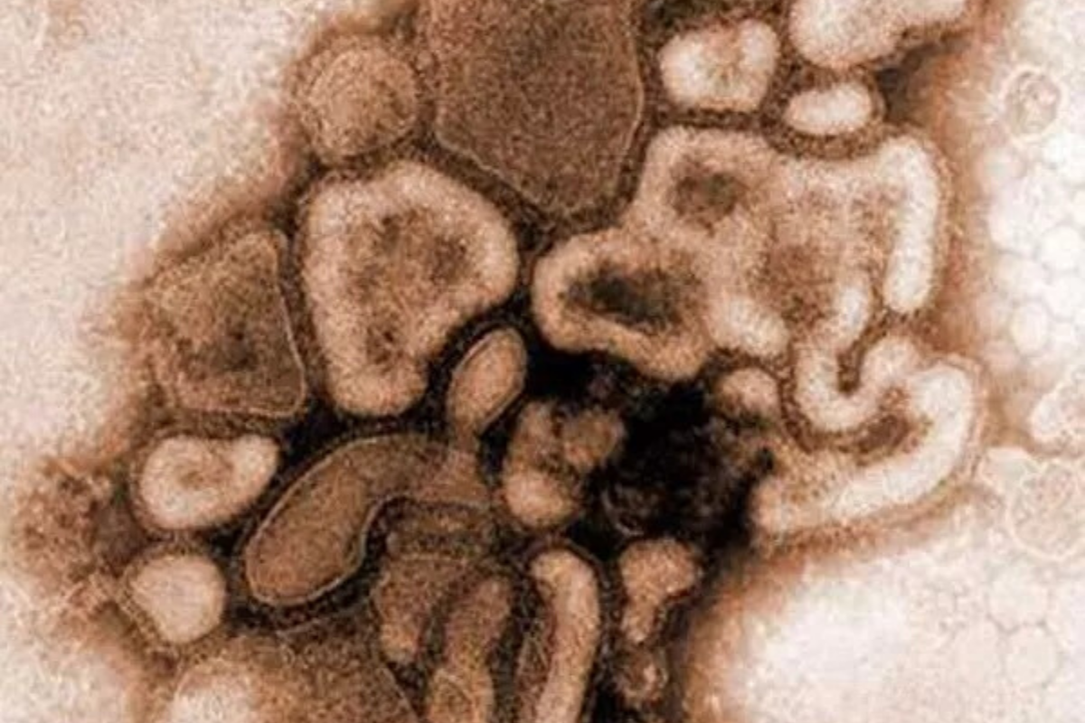 Vírus foi batizado de G4 EA H1N1 