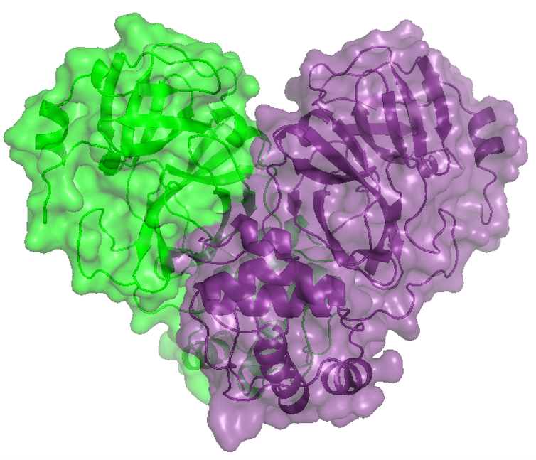 Imagem em 3D de proteína do novo coronavírus obtida no Sirius