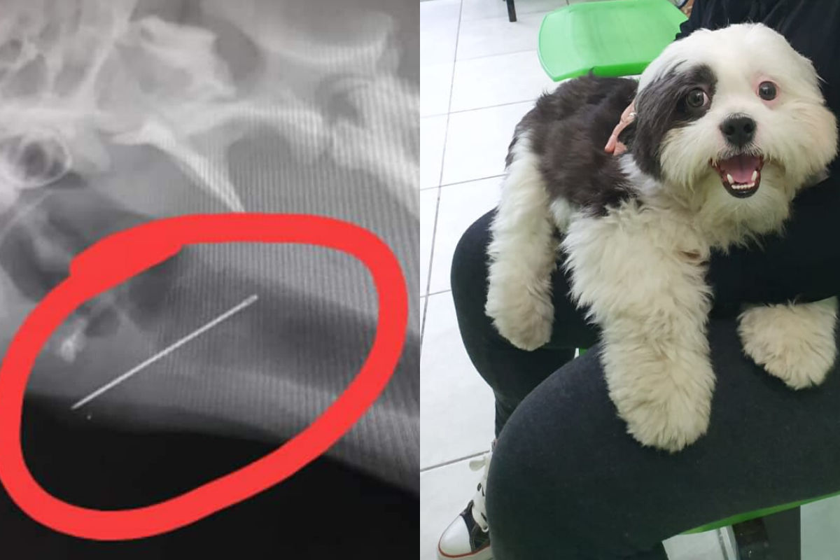 Exame constatou que uma agulha estava presa na garganta de cachorro