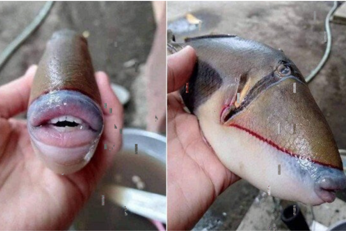 Peixe com dentes humanos viralizou na internet 