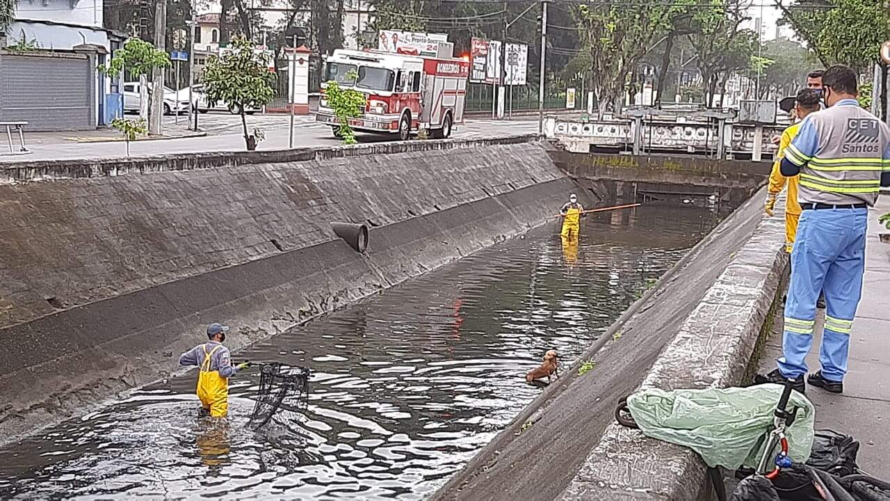 Cachorro cai no canal e é resgatado pelos bombeiros em Santos