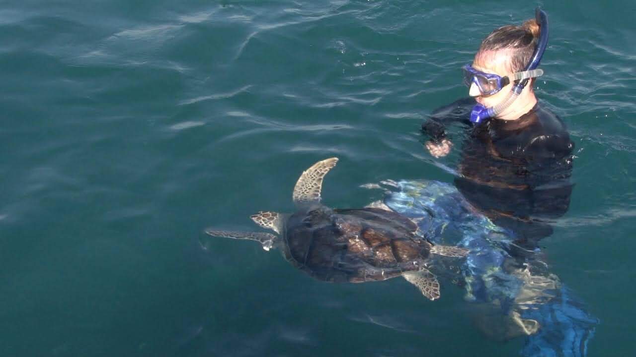 Duas tartarugas-verdes, uma jovem e outra adulta, foram devolvidas ao habitat 