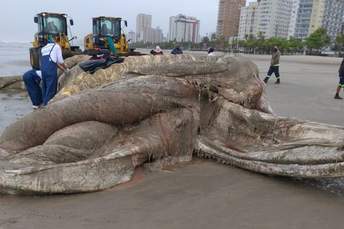 Baleia gigante é encontrada morta na faixa de areia em Praia Grande