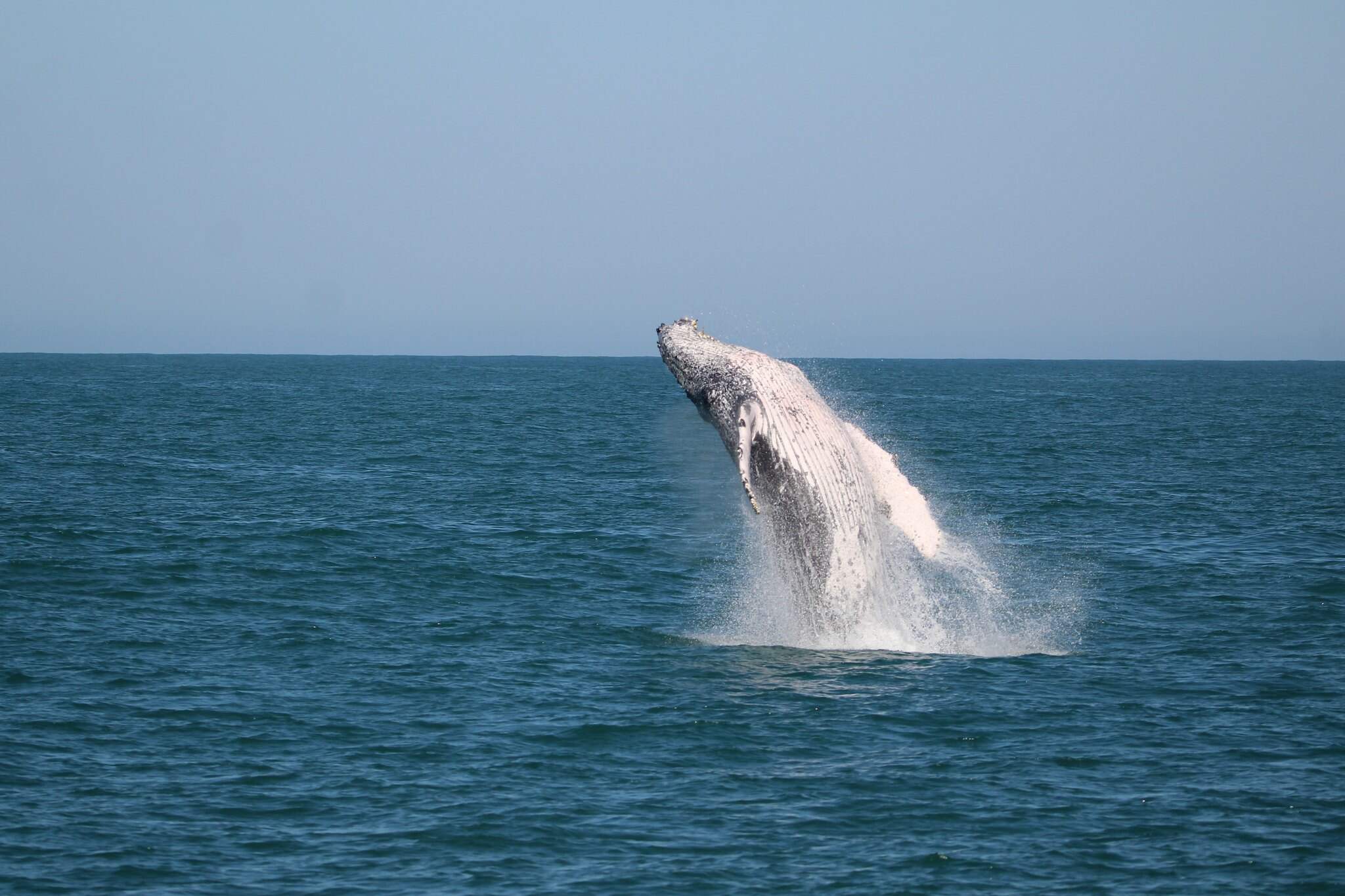 Tubarão-baleia, espécie ameaçada de extinção, foi avistado em Ilhabela