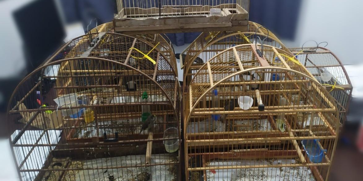 Pássaros silvestres estavam em presos dentro das gaiolas