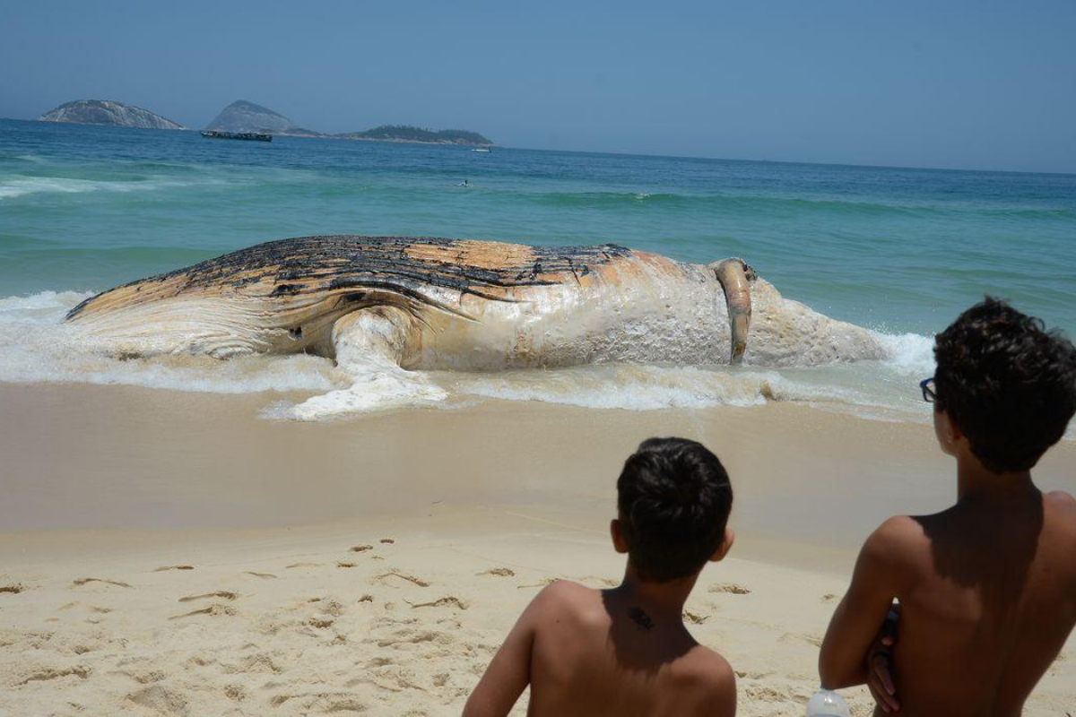 Monitoramento de praias já devolveu à natureza mais de 2,7 mil animais