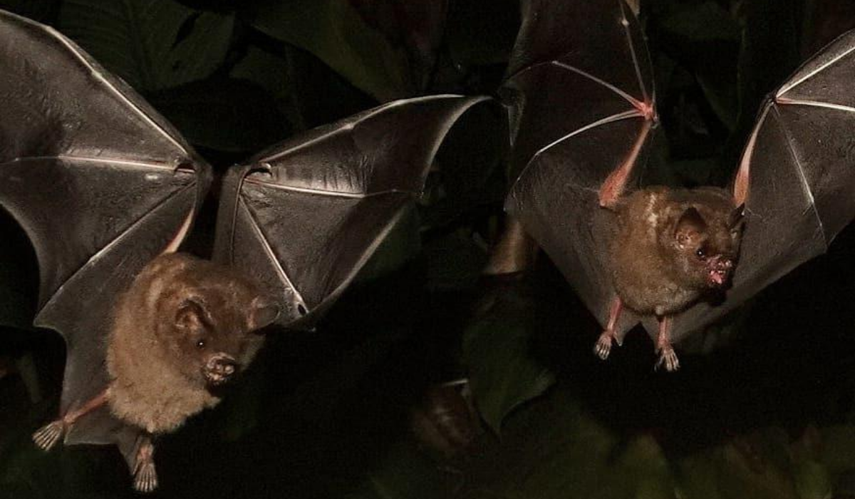 Morcego-fruteiro é uma das espécies que costuma aparecer no roteiro de observação