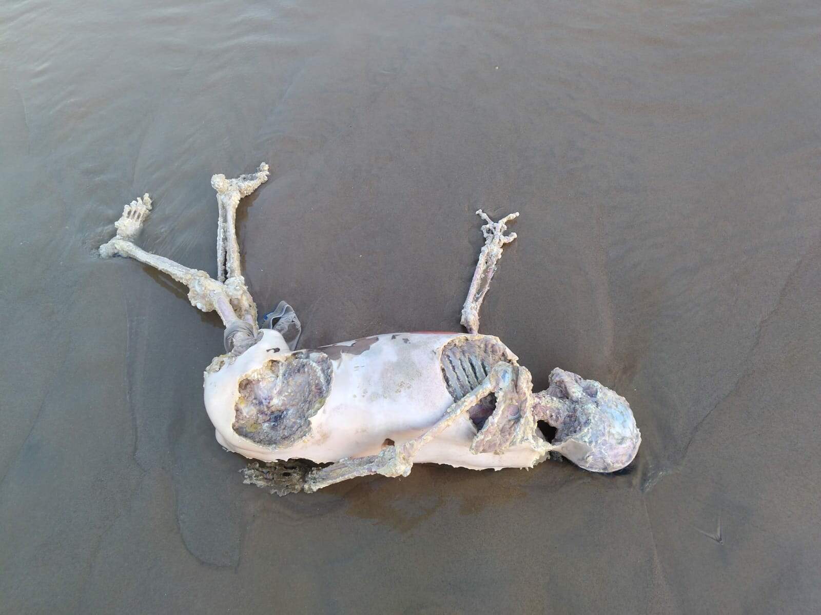 Corpo com ossada exposta foi visto em praia de Itanhaém, no litoral sul