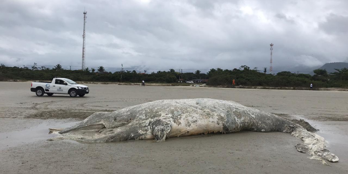 Filhote de baleia jubarte foi encontrada morta em Boraceia