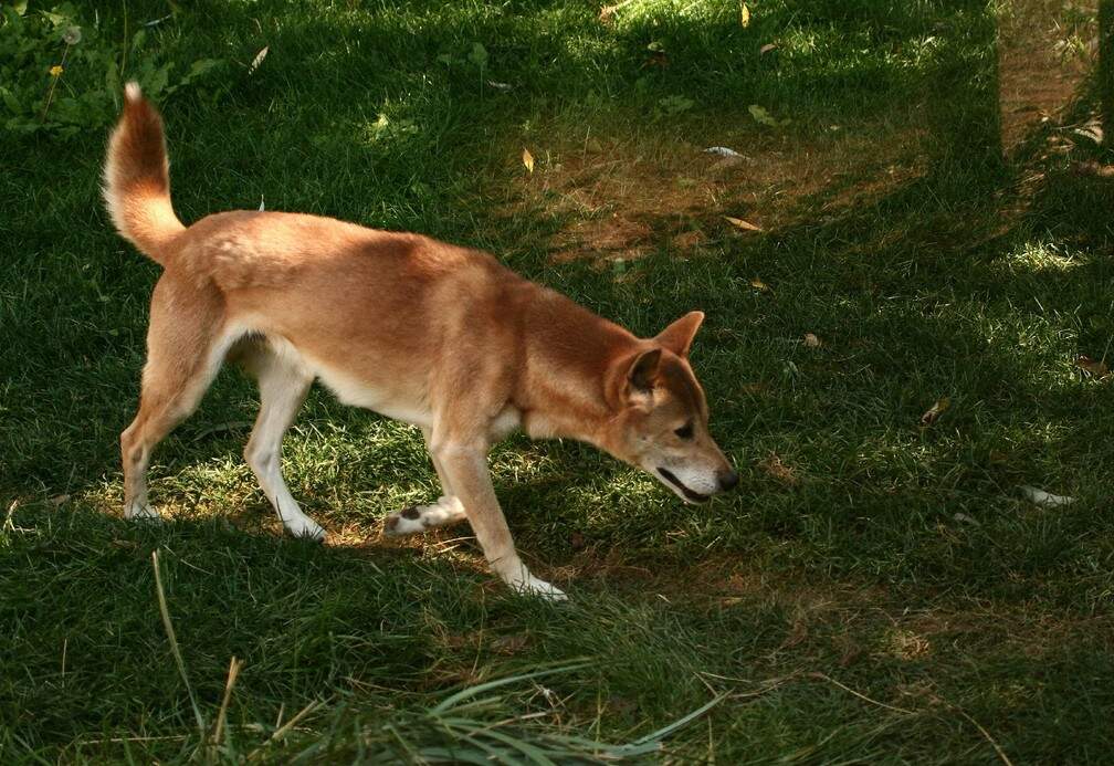 Cão Cantor era considerado extinto há mais de 50 anos